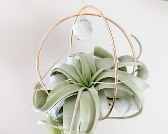 Air Plant Suncatcher For Large Air Plants, Xerographica Hanger, Air Plant Holder, Window Crystal, Wall Hanging, Plant Ornament Gift || Zoe