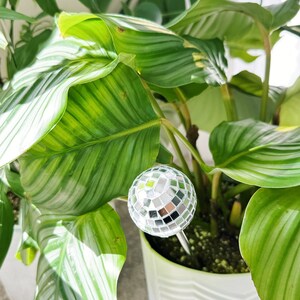 May include: A potted green plant with large, striped leaves. A silver disco ball is stuck in the soil.