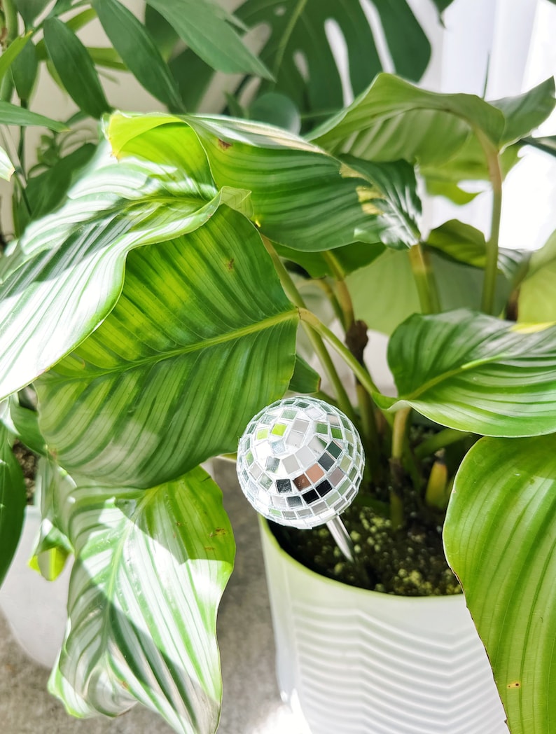 May include: A potted green plant with large, striped leaves. A silver disco ball is stuck in the soil.