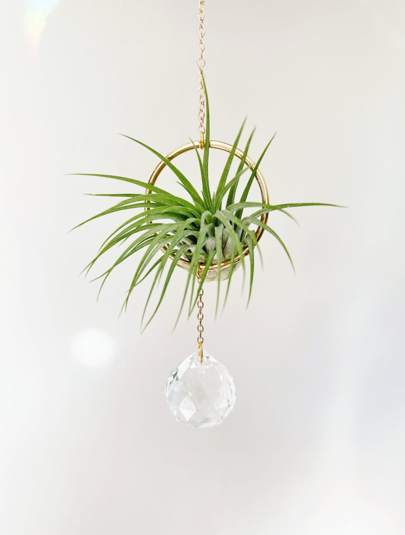 Suncatcher Air Plant Hanger Air Plant Display Holder Etsy