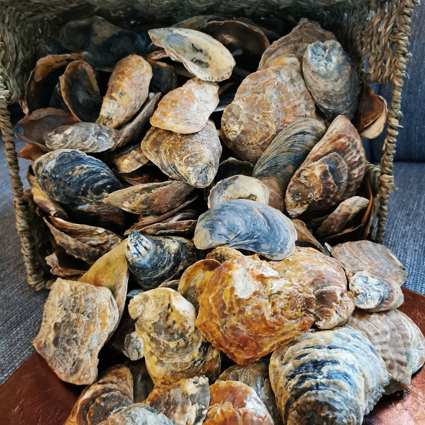 30 Pcs Oyster Shells Natural Sea Shells for Craft and Decor Etsy UK