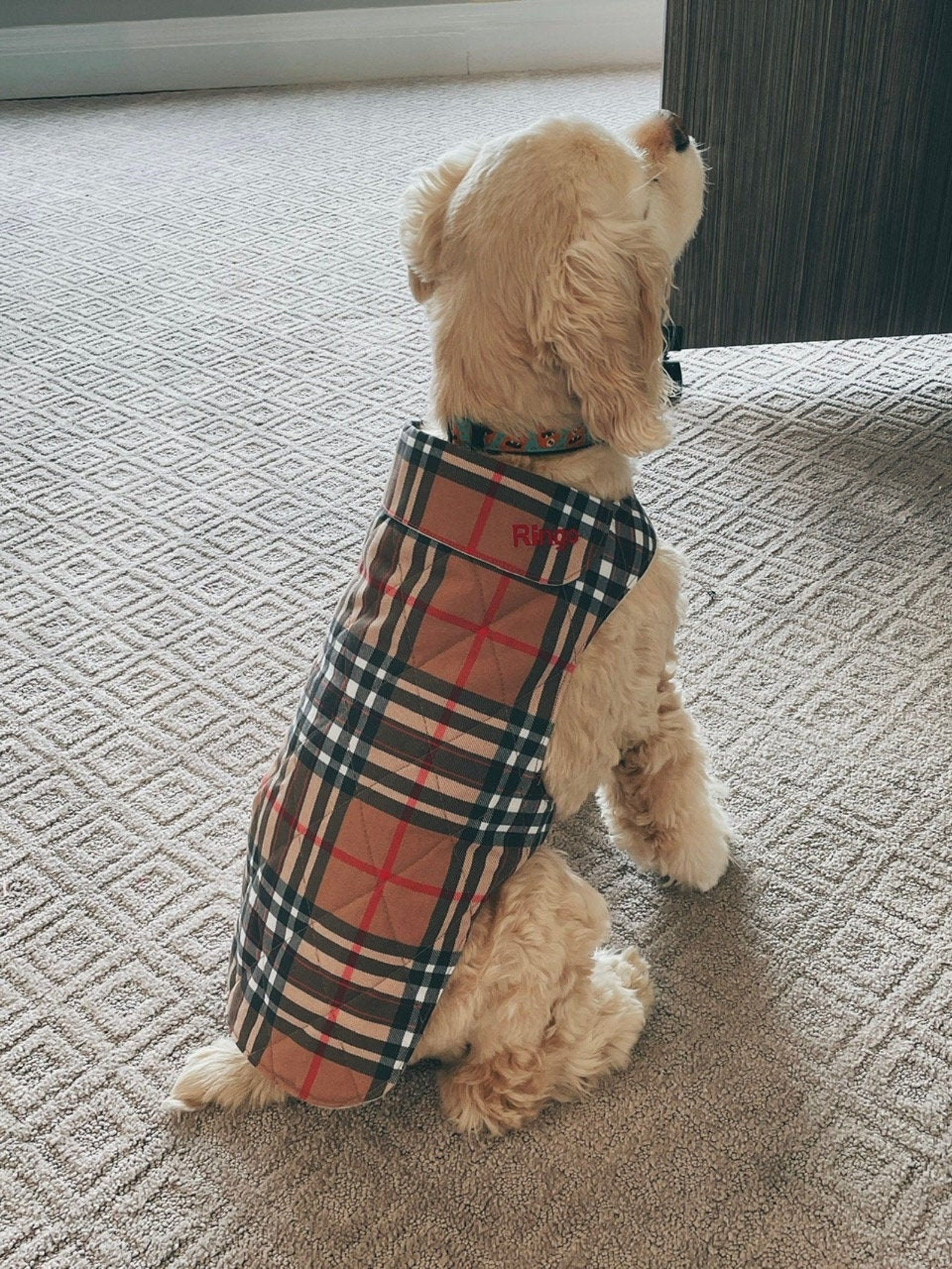 Burberry Inspired Dog Jacket 4 Sizes available Etsy