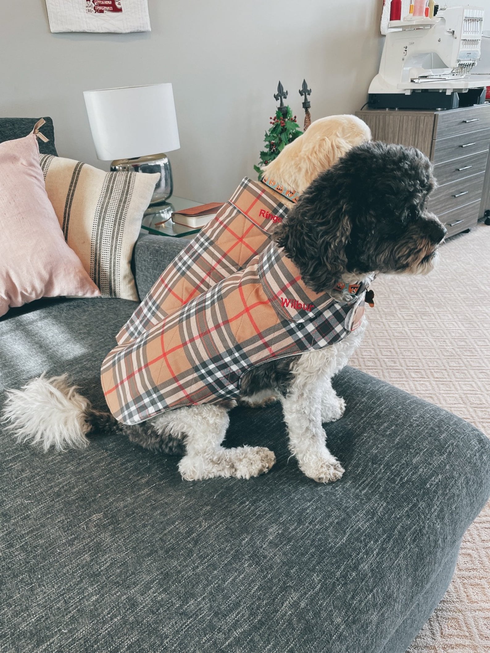 burberry dog jacket