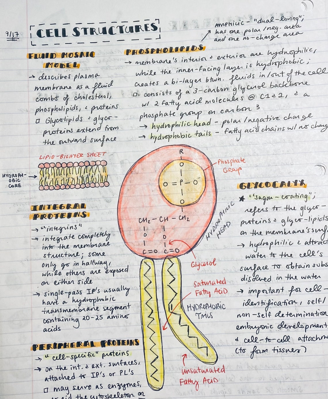 AP Biology Notes 70 Pages Etsy