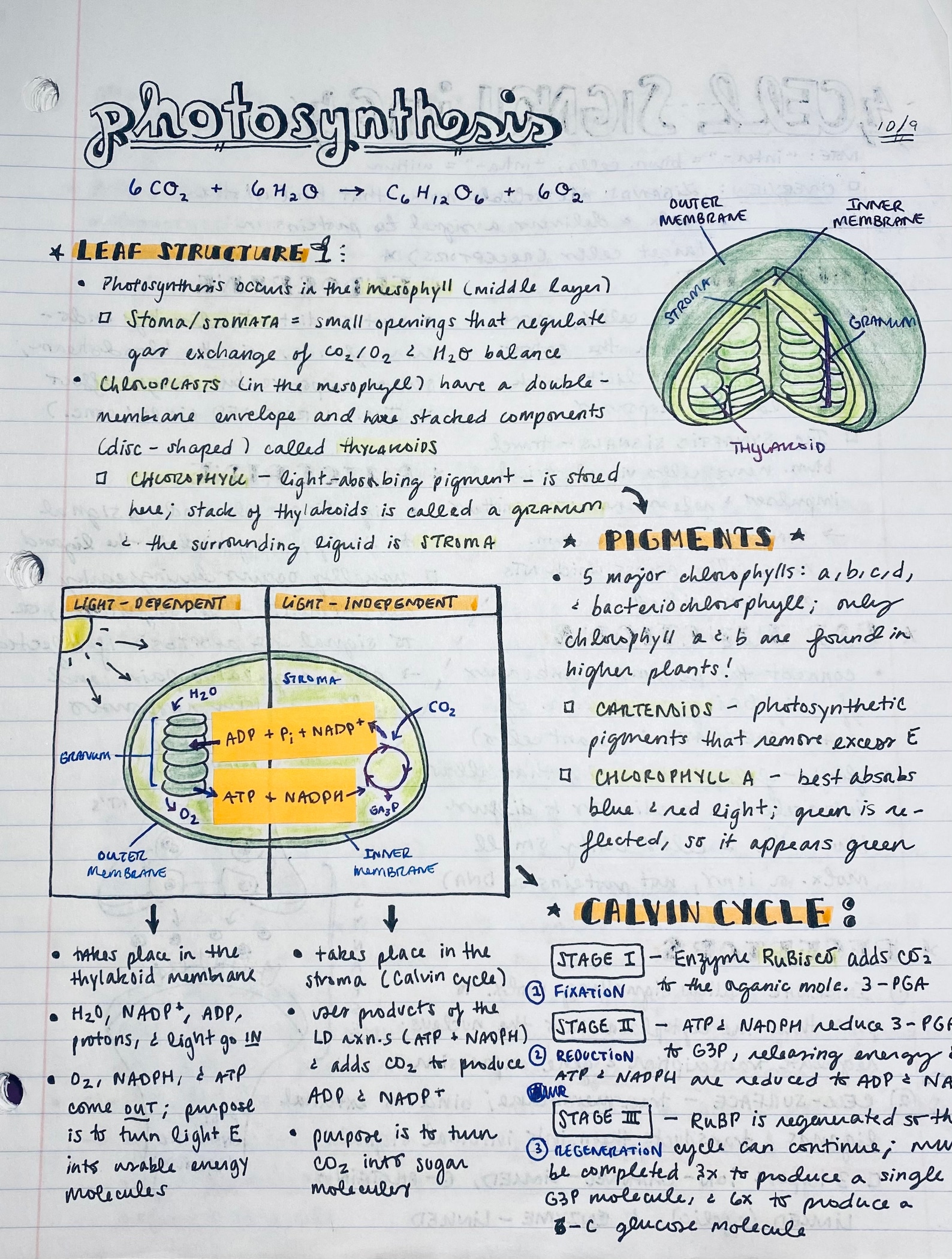AP Biology Notes 70 Pages Etsy UK