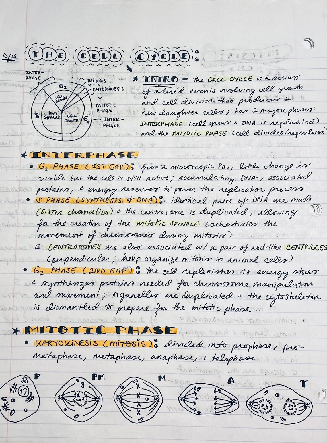 AP Biology Notes 70 Pages Etsy UK
