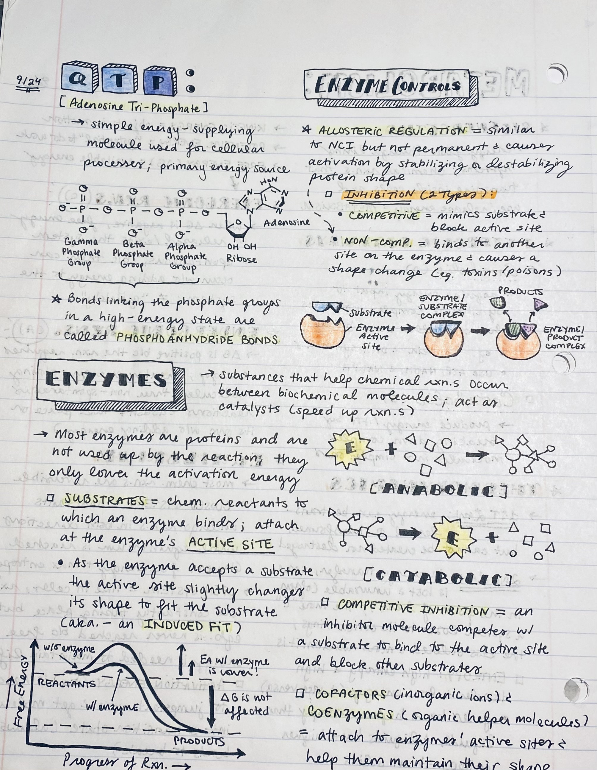 AP Biology Notes 70 Pages Etsy UK