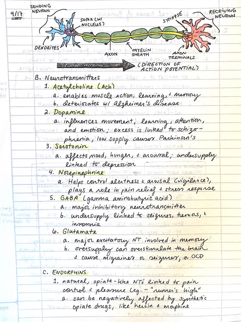May include: Hand-drawn diagram of a neuron, a nerve cell, with labels for the soma, dendrites, axon, myelin sheath, axon terminals, synapse, sending neuron, and receiving neuron. The diagram also includes a list of neurotransmitters and their functions, including acetylcholine, dopamine, serotonin, norepinephrine, GABA, glutamate, and endorphins.