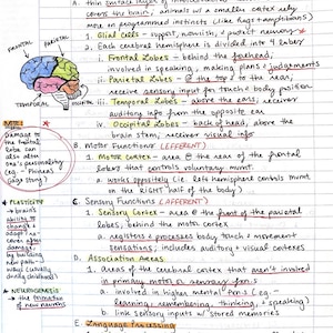 May include: A handwritten diagram of the human brain with labels for the frontal, parietal, temporal, and occipital lobes. The diagram shows the different areas of the brain and their functions, including motor, sensory, and association areas. The text also includes notes on plasticity, neurogenesis, and aphasia.