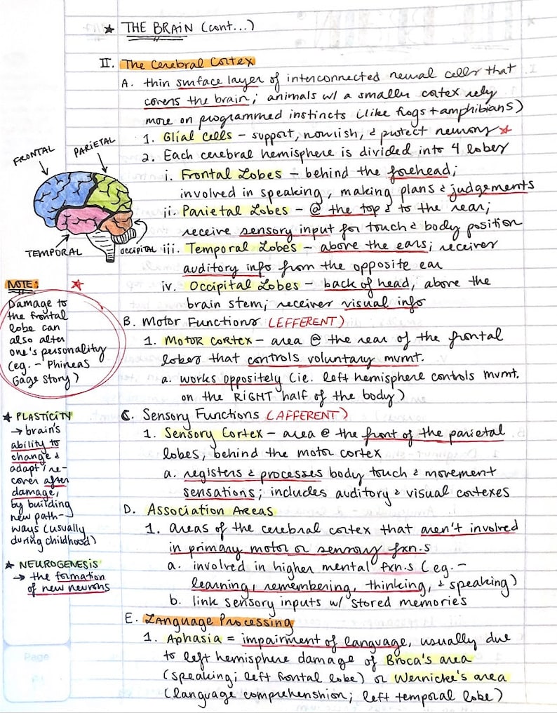 May include: A handwritten diagram of the human brain with labels for the frontal, parietal, temporal, and occipital lobes. The diagram shows the different areas of the brain and their functions, including motor, sensory, and association areas. The text also includes notes on plasticity, neurogenesis, and aphasia.