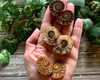 Ammonite Fossil Pair