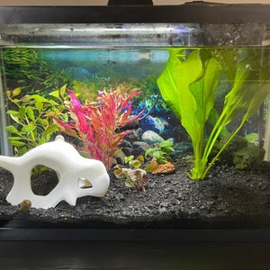 Axolotl Tank Decor Etsy Canada