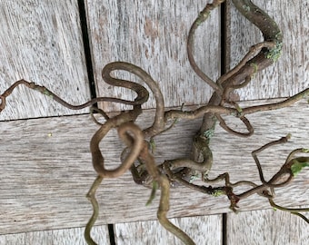 Hazelnut twisted twigs