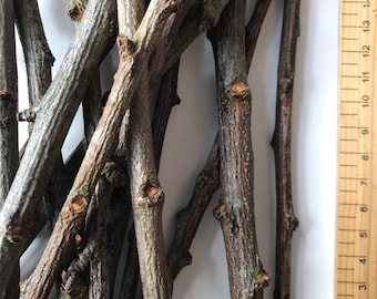 Natural Sticks and Twigs