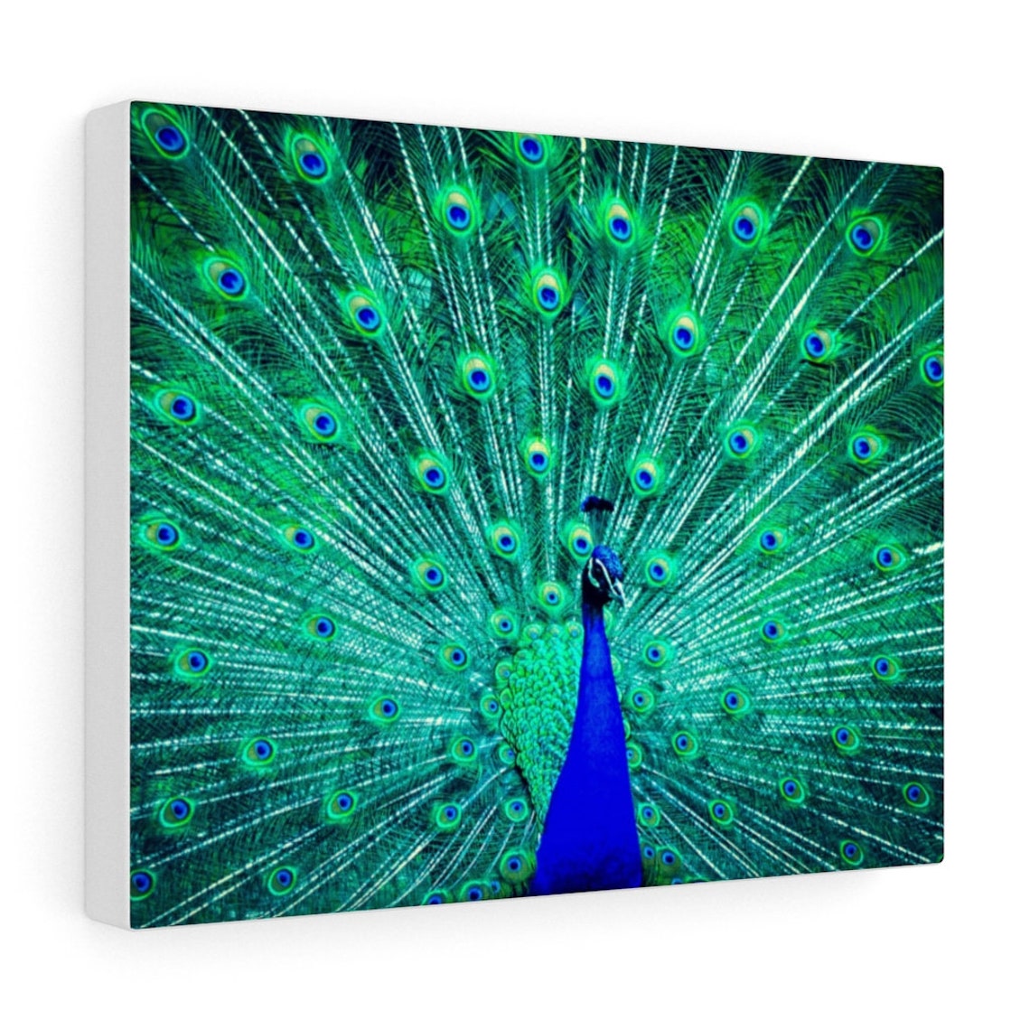 Peacock wall decor Peacock wall art Peacock Print on canvas Etsy