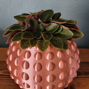 Può includere: Una piccola pianta verde con steli rossi che cresce in un vaso color oro rosa con una superficie testurizzata. Il vaso è rotondo e ha una texture irregolare.