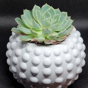 Può includere: Un vaso sferico bianco, strutturato, con un motivo a pois in rilievo, che contiene una pianta succulenta verde chiaro. La succulenta ha più strati di foglie. Il vaso è posto su uno sfondo nero.
