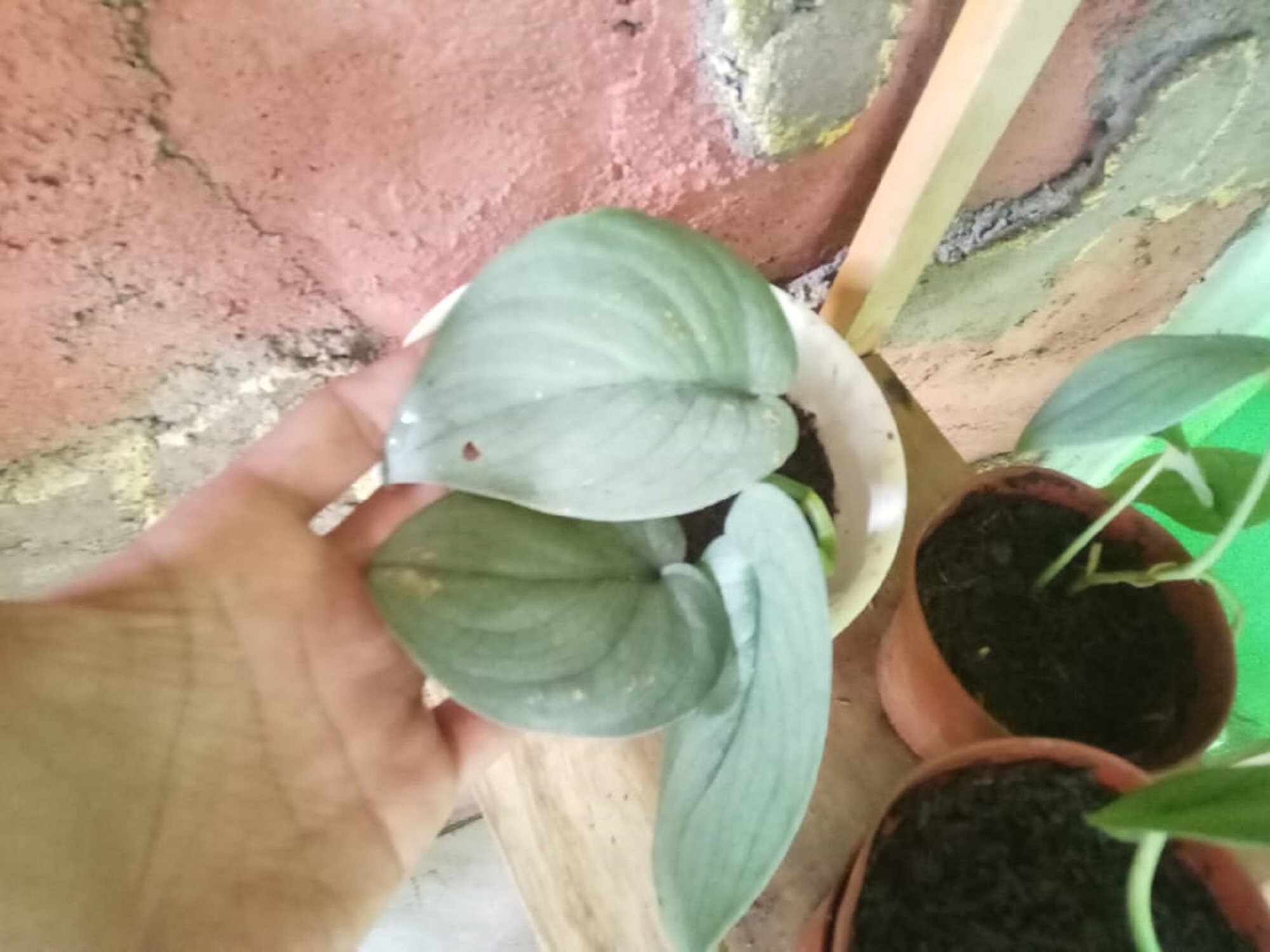 10 Plants Scindapsus silver Hero / Platinum Free | Etsy