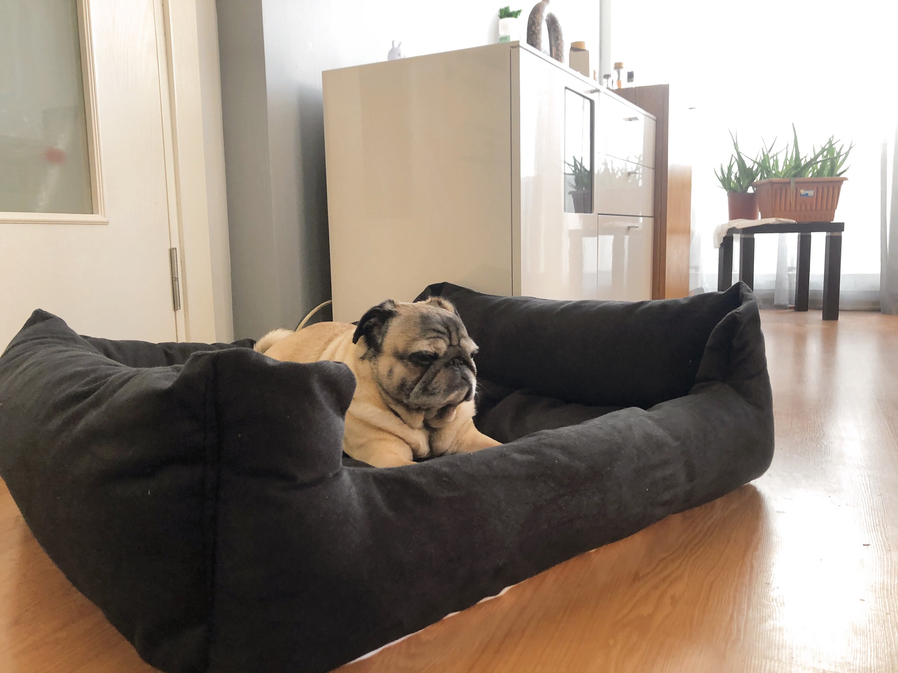 LUVLY Black Dog Bed Orthopedic Handmade Washable LUVLY Pet Etsy