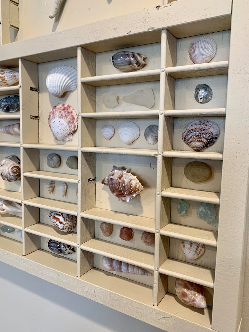 Sea Shell Wall Display Vintage Printer Drawer Ivory - Etsy