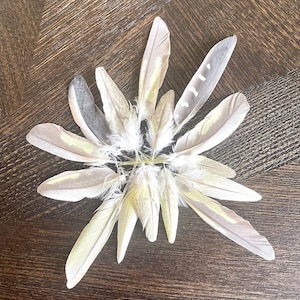 25 pieces of naturally shedded cruelty free cockatiel wing/tail feathers 2-5 inches - 25 pieces per order