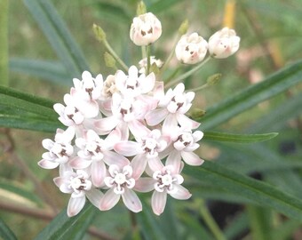 Arizona Milkweed, Asclepias angustifolia, 4 Live Plants