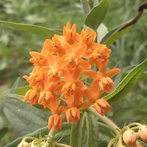 Butterfly Weed Asclepias tuberosa 4 Live Plants image 1