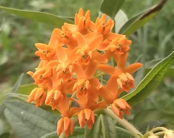 Butterfly Weed (Asclepias tuberosa) 4 Live Plants