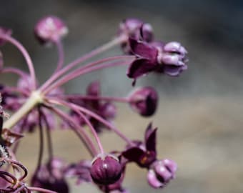 Heartleaf or Purple Milkweed, Asclepias cordifolia, 4 Live Plants