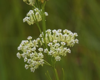 Whorled Milkweed, Asclepias verticillata, 4 Live Plants