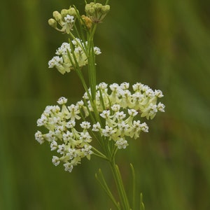 Whorled Milkweed, Asclepias verticillata, 4 Live Plants