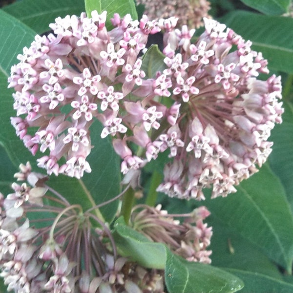 Common Milkweed, Asclepias syriaca, 4 Live Plants