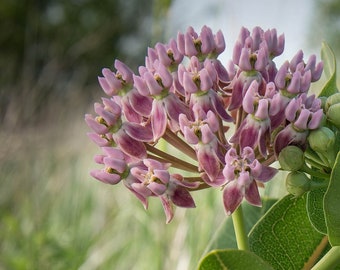 Prairie or Sullivant&#39;s Milkweed, Asclepias sullivantii, 4 Live Plants