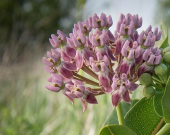 Prairie or Sullivant's Milkweed, Asclepias sullivantii, 4 Live Plants