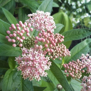 Swamp MIlkweed, Asclepias incarnata, 4 Live Plants