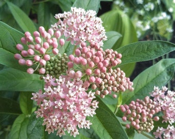 Swamp MIlkweed, Asclepias incarnata, 4 Live Plants