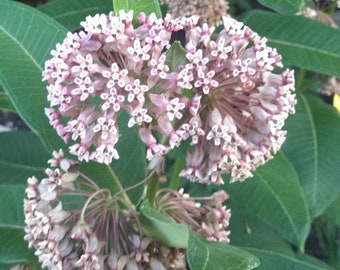 Common Milkweed, Asclepias syriaca, 4 Live Plants