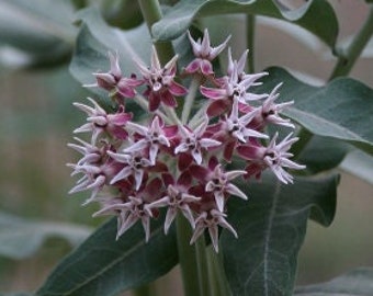 Showy Milkweed (Asclepias speciosa) 4 Live Plants