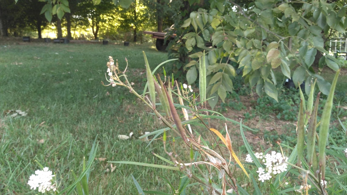 Arizona Milkweed Asclepias Angustifolia 4 Live Plants Etsy