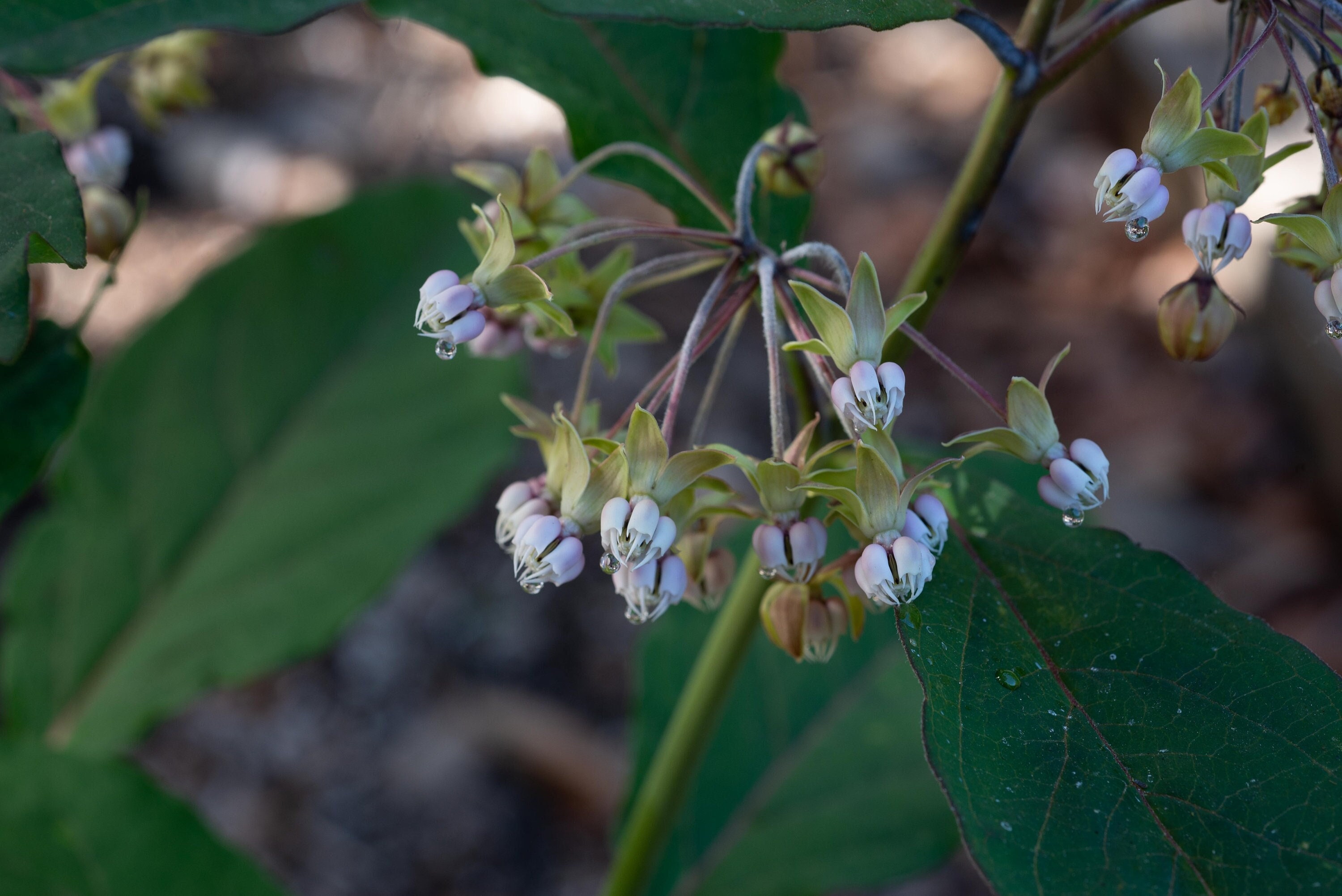 Poke Milkweed, Asclepias exaltata, 4 Live Plants