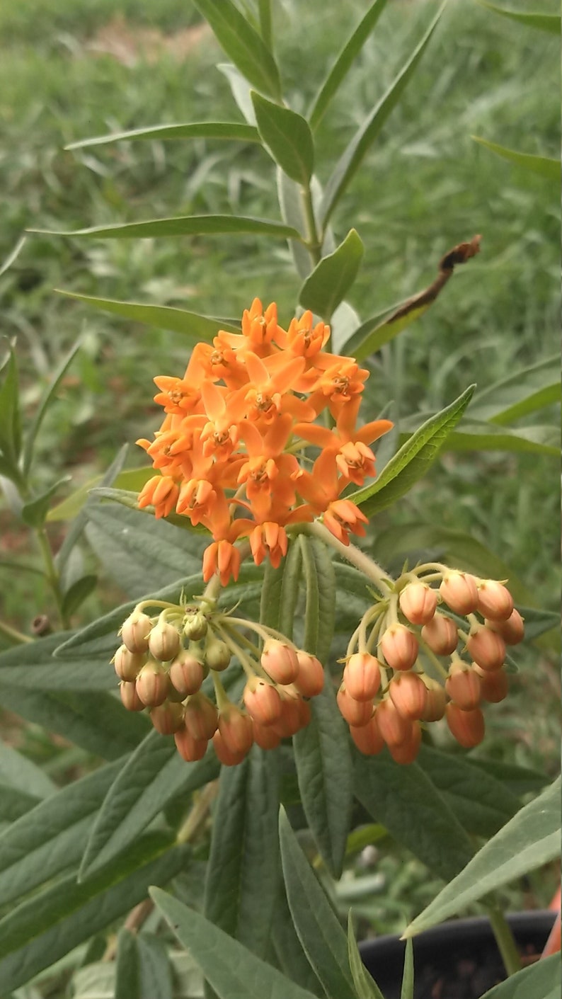 Butterfly Weed Asclepias tuberosa 4 Live Plants image 1