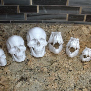 Encrusting Coral Skulls – Reef Safe Aquarium Decor | PETG | Multiple Colors