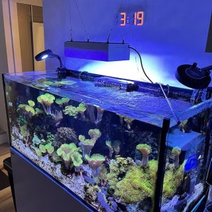 Könnte beinhalten: Ein großes Meerwasser-Aquarium mit einer Vielzahl von bunten Korallen und einer blauen LED-Leuchte, die darüber hängt. Das Aquarium wird von einem blauen Licht beleuchtet und hat eine Digitaluhr, die 3:19 anzeigt.