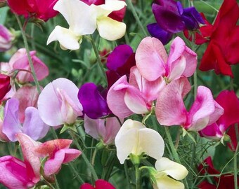 Sweet Pea ROYALS. 20 Flower Seeds. Delicately Scented. Climbing up to 2m. Ideal for cutting & climbing up to the trellis.