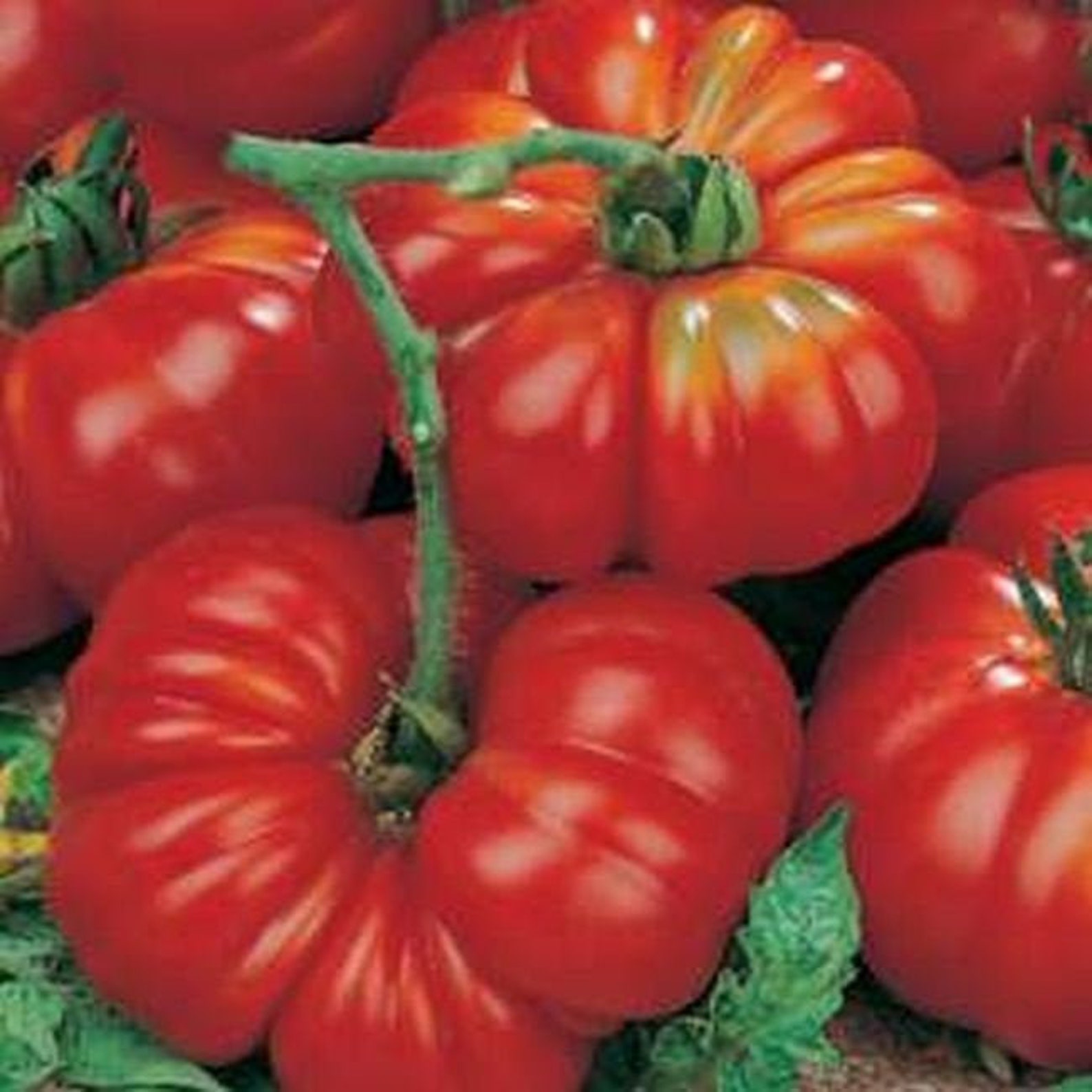 Tomato COSTOLUTO FIORENTINO 20 Vegetable Seeds/RHS Award of Etsy