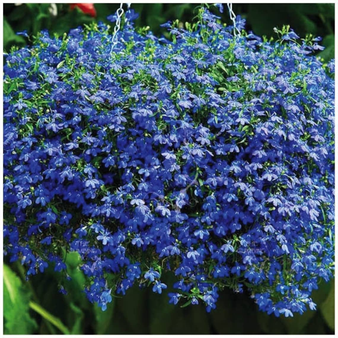 60+ Blaue Sommerblumen Einjährig, Bis zum herbst) für balkon,