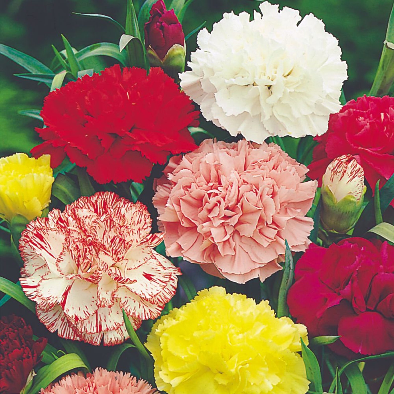 2 packs. Carnations Mix. 80 Flower seeds. Great for cutting Etsy