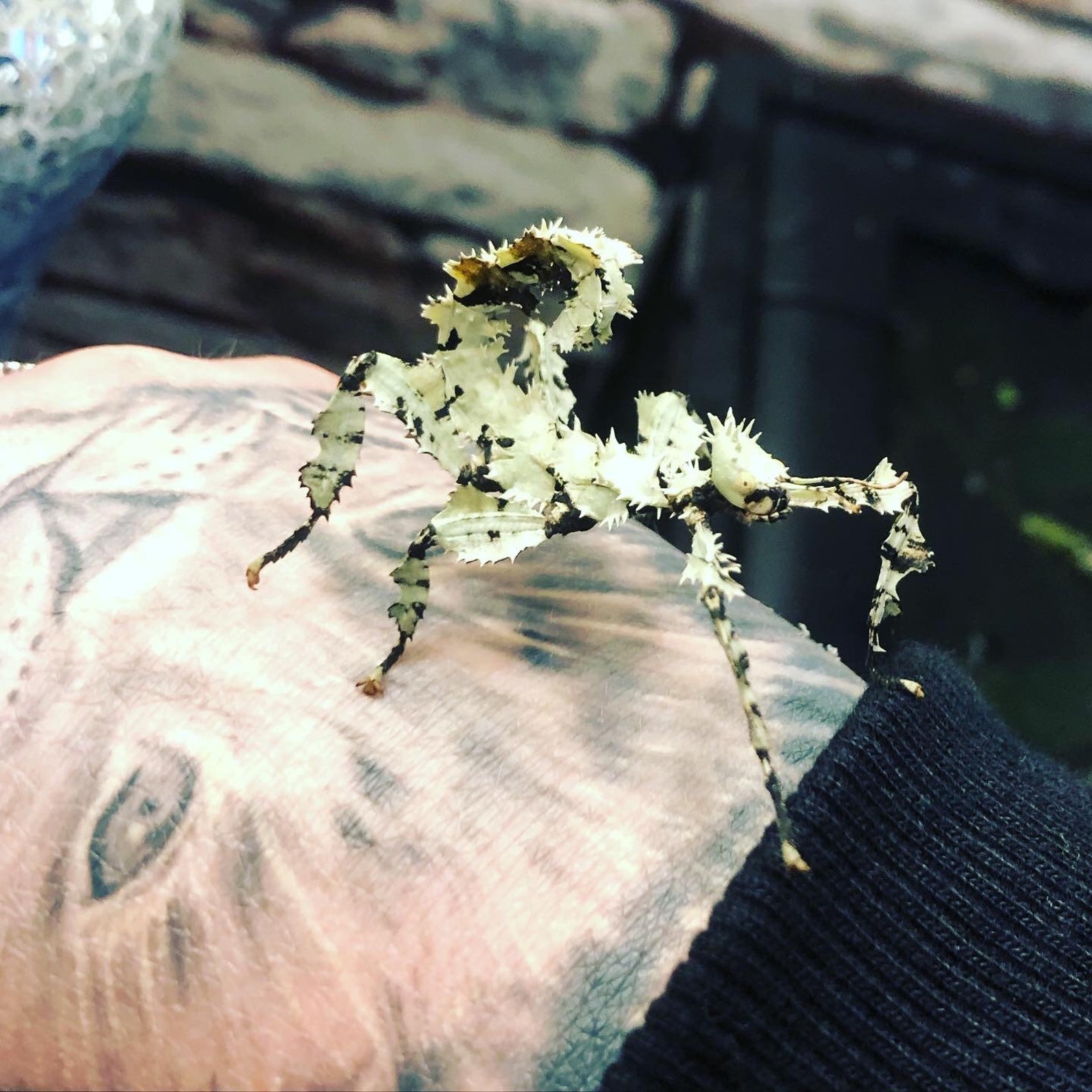 Macleays Spectre Stick Insect Kit Nymphes LIVE Etsy