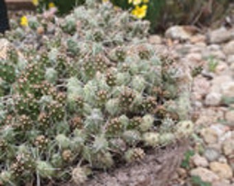 OP111: Opuntia fragilis 'Tiny Michigan Form' COLD HARDY cactus