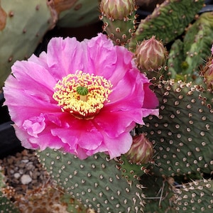 OP104: Opuntia &#39;Blushing Maiden&#39; COLD HARDY cactus